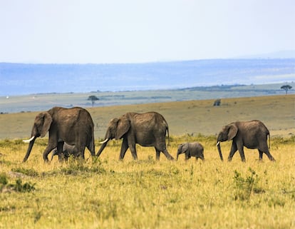 Las familias de elefantes pasean libres por Masaai Mara, uno de los parques naturales de Kenia.