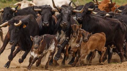 Una manada de vacas y becerros del hierro de Torrestrella.