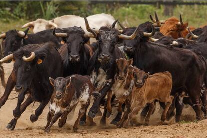 Una manada de vacas y becerros del hierro de Torrestrella.