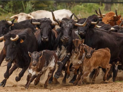 Una manada de vacas y becerros del hierro de Torrestrella.