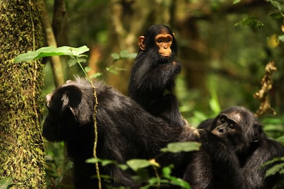 The Ngogo community of Kibale has both the highest vegetative growth rate (births minus deaths) and a high longevity. 