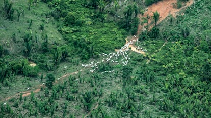 Grande quantidade de gado é flagrada durante sobrevoo na Terra Indígena Piripkura, em outubro de 2021.