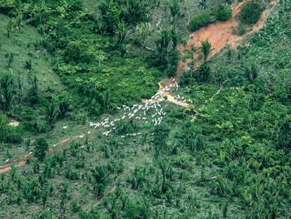 Grande quantidade de gado é flagrada durante sobrevoo na Terra Indígena Piripkura, em outubro de 2021.