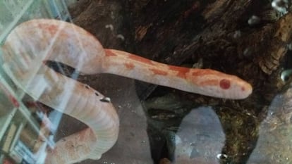 La serpiente del maiz protagonista del ataque, en su terrario junto a la biblioteca.