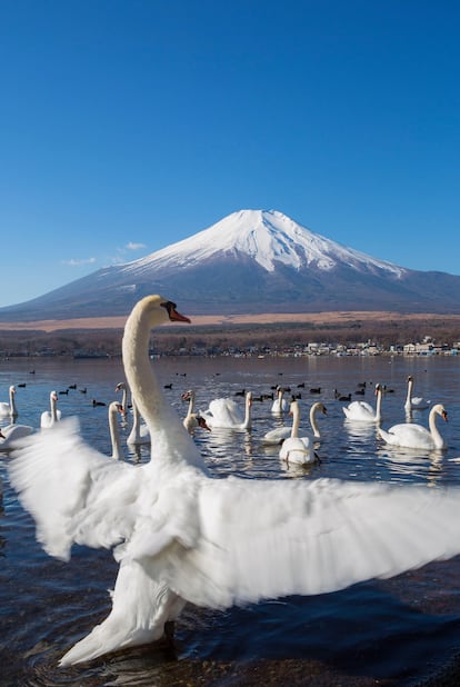 Cisnes en el bello lago Yamanaka de Japón.