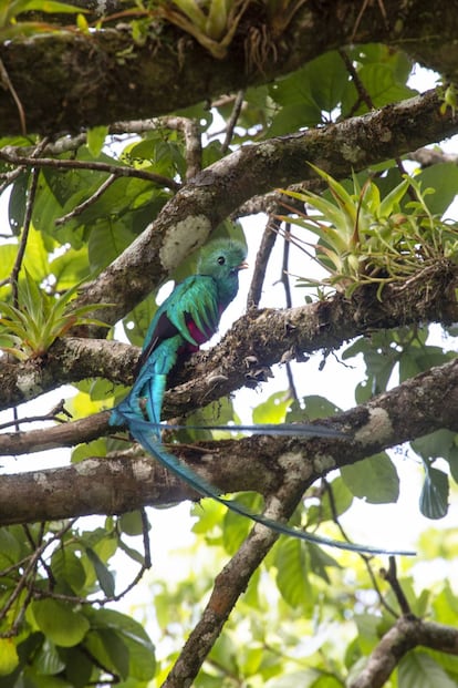 Un quetzal en la reserva de Curi-Cancha.