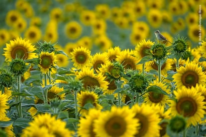 Andrés Luis Domínguez Blanco (España) disfruta del esplendor de los girasoles y de una melodiosa curruca que canta a pleno pulmón. Cuando la luz se desvanece al final de una cálida tarde de mayo, a Andrés le llamó la atención una curruca que revoloteaba de flor en flor. Desde su escondite en el coche de su padre, Andrés fotografió al cantante, "el rey de su territorio". La curruca melódica es una de las más de 400 especies de aves canoras conocidas como currucas del Viejo Mundo, cada una de las cuales tiene un canto característico. El canto de una curruca melódica es un balbuceo agradable y sin los sonidos imitados que a veces emiten otras currucas.