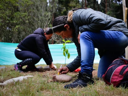 Una mujer escribe un mensaje de reconciliación en una piedra que cercará un retoño, en el proyecto piloto de Siembras de Vida en Usme.