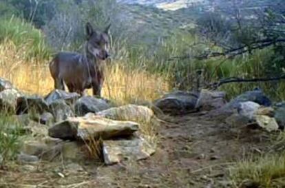 Imagen del lobo en el Parque Nacional de Guadarrama.