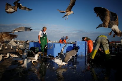 Un grupo de pescadores, rodeado de gaviotas, trabaja en el puerto portugués de Matosinhos, el 28 de mayo de 2018.