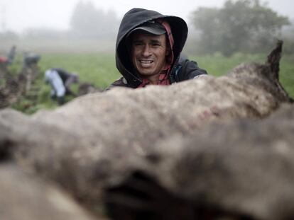 Campesinos trabajan en sus parcelas, este martes, 29 de octubre, en la zona de Tierra Blanca de Cartago al este de San José (Costa Rica).