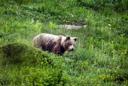 Ejemplar de un oso de dos años fotografiado en el Valle de Arán.