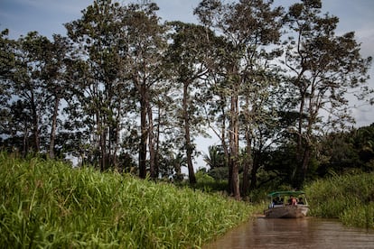 La degradación de las selvas o bosques tropicales para satisfacer la demanda de materia prima es una realidad.