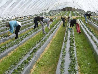 La agricultura está acogiendo a trabajadores expulsados de la construcción, son los nuevos temporeros.