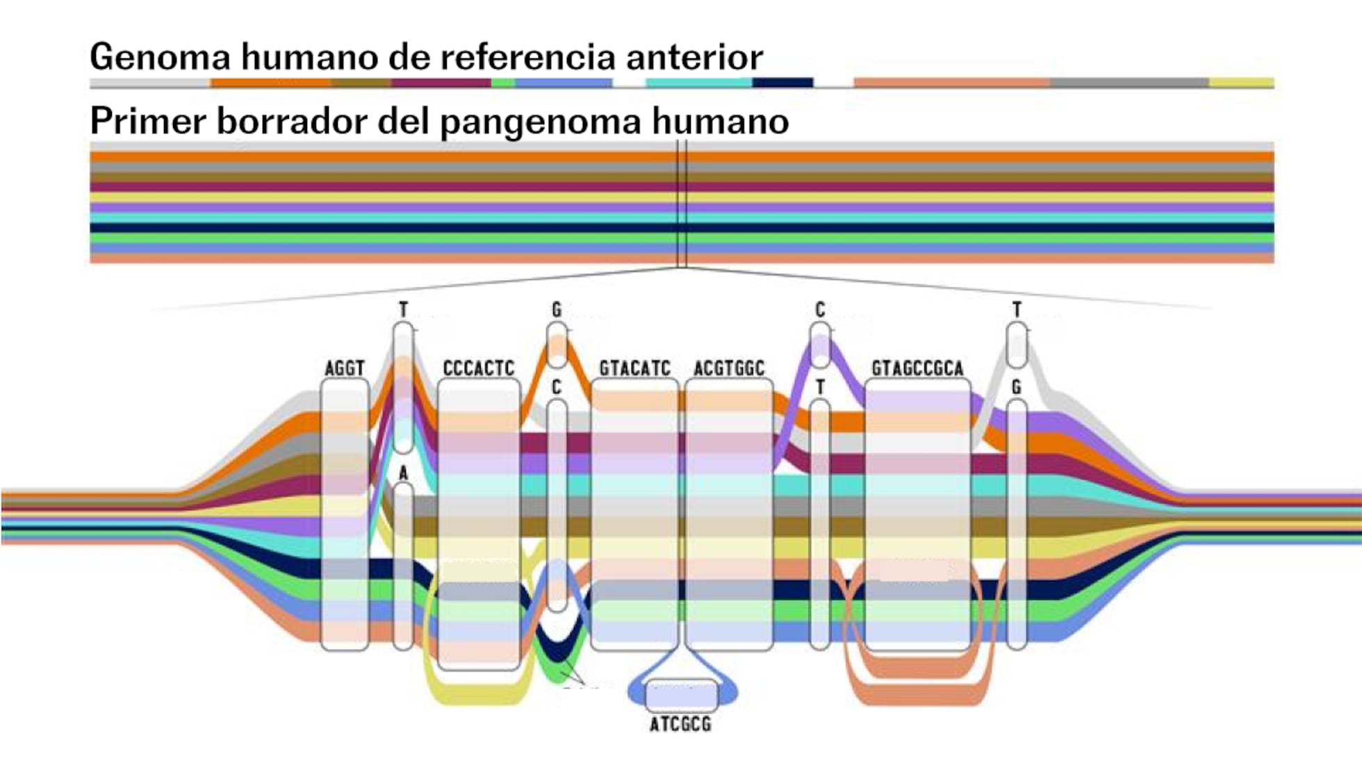 El primer pangenoma humano revela 120 millones de letras más en el ADN |  Ciencia | EL PAÍS, image size:1960x1101