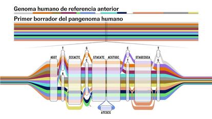 Si el genoma de referencia de 2003 es una secuencia lineal, el nuevo pangenoma humano es como un mapa de caminos.