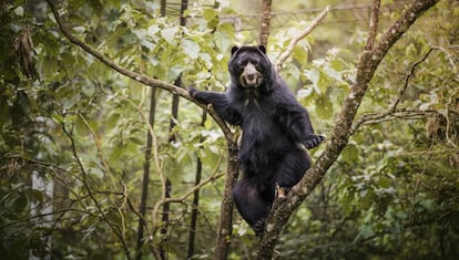 Balú, un oso jukumari rescatado cuando iba a ser vendido a un circo y que reside en Centro Inti Wara Yassi, en Bolivia. 