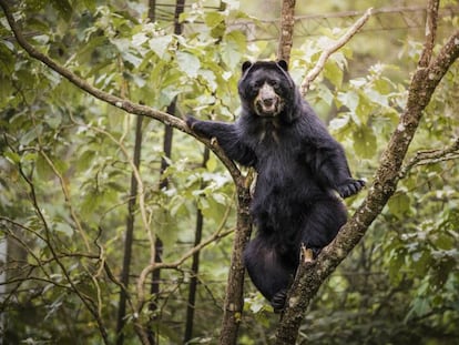 Balú, un oso jukumari rescatado cuando iba a ser vendido a un circo y que reside en Centro Inti Wara Yassi, en Bolivia. 