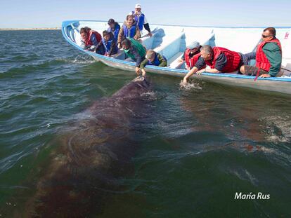 La guardería de las ballenas grises