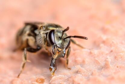 Una abeja del sudor.