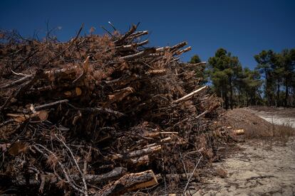 Ramas cortadas y apiladas después de limpiar una zona boscosa de San Martín de la Vega (Madrid). 