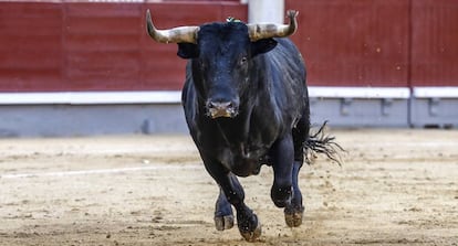 El galope del sexto miura de la tarde.