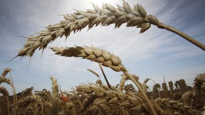 Una planta de trigo, en una imagen de archivo.