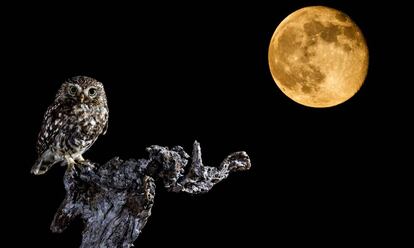 Un mochuelo comienza su jornada con las primeras luces de la luna.