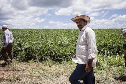 Campesinos recorren las plantaciones de soja de los brasileños, aledañas a las tierras de Guahory (Paraguay).