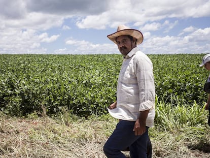 Campesinos recorren las plantaciones de soja de los brasileños, aledañas a las tierras de Guahory (Paraguay).