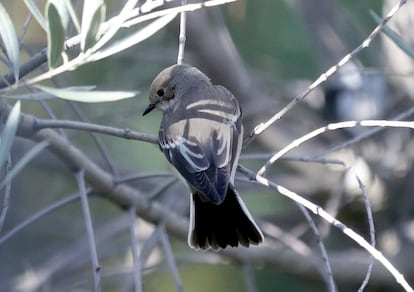 Ficedula hypoleuca bird