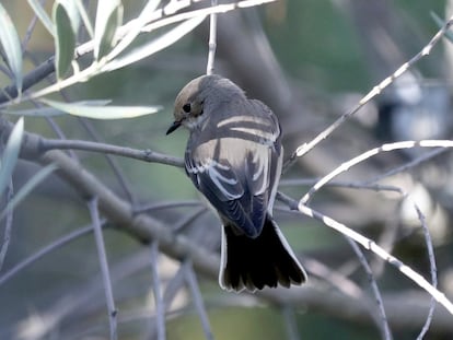 Pied flycatchers 'Ficedula hypoleuca' eat insects and berries and build nests inside tree holes.