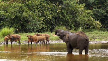 Elefantes y b&uacute;falos en el parque nacional de Odzala, al norte de la Rep&uacute;blica del Congo. 