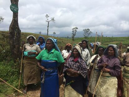 Un grupo de mujeres se dirige a trabajar en una plantación de té en Valparai. Sus condiciones de trabajo son muy duras, ganan menos de tres euros por día y sufren las inclemencias del tiempo. También son vulnerables a los ataques de elefantes.