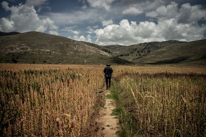 Celedonio Campaza Baca, facilitador de ReSCA y campesino, camina en su campo de quinoa 'plomo qoitu' en el distrito de Acora, en Puno (Perú). Pulsa en la imagen para ver la fotogalería completa.