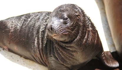 Una cría de león marino nacida en L'Oceanogràfic.