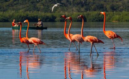 Flamencos en la cercana laguna de Guanaroca.