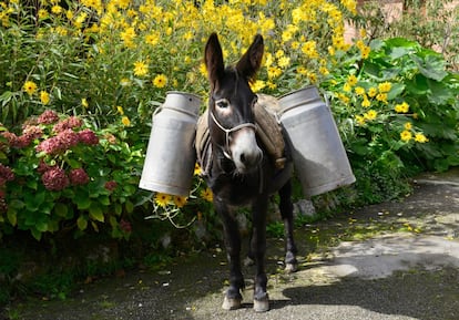 Los burros eran animal de carga, de todo tipo de materiales, aquí uno en Vibañu (Asturias) transportando cántaras de leche.