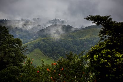 Paisaje del valle del Cauca.