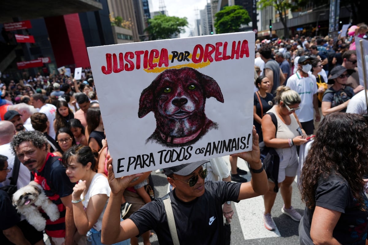 Brasil se moviliza en protesta por el asesinato de un perro callejero y clama justicia