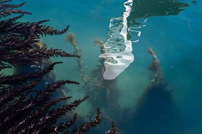 Las aguas sin contaminación permiten ver las algas marinas, en uno de los canales de Venecia, el 18 de marzo.