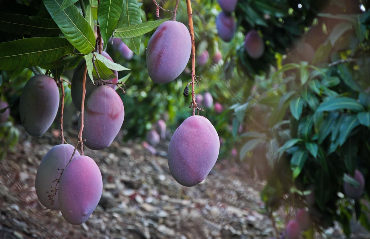 Mango: la fruta tropical que supera su récord en España