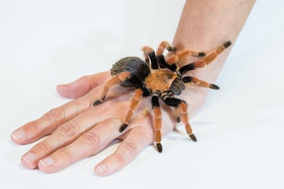 Araña mexicana de patas rojas (Brachypelma smithii).