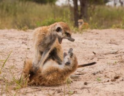 Dos suricatos se pelean para ver quién puede más
