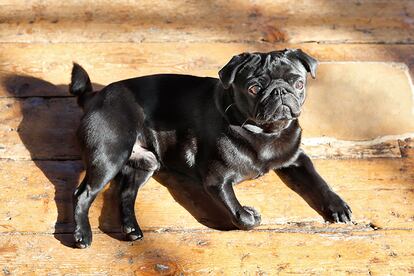 Su perro ‘Mortimer’.