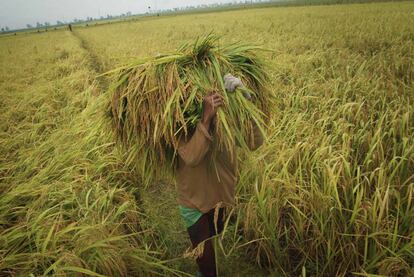 Un agricultor en un campo de arroz en Undaan, en la provincia de Java Central, Indonesia.