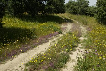 La belleza de la vegetación viaria con flores como la arenaria roja en Batres.