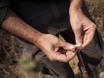 Jean Ospital, coordinador de Médicos sin Fronteras en la región de Paua (República Centroafricana) explica cómo matar a una mamba verde sin ser mordidos.