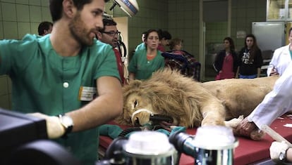 Boiki sobre la mesa de operaciones Hospital Clínico Veterinario de la Complutense.