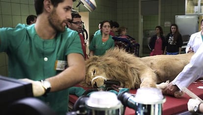 Boiki sobre la mesa de operaciones Hospital Cl&iacute;nico Veterinario de la Complutense.